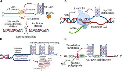 G-quadruplexes and associated proteins in aging and Alzheimer’s disease